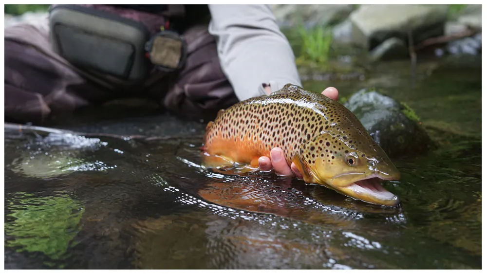 Nantahala Brown